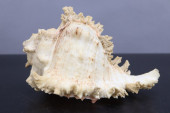 SPIKY CONCH SEASHELL, 5-1/2X3-