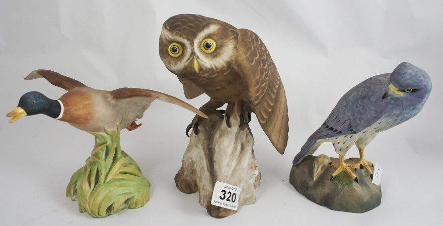 Spode Birds Little Owl Montagu's