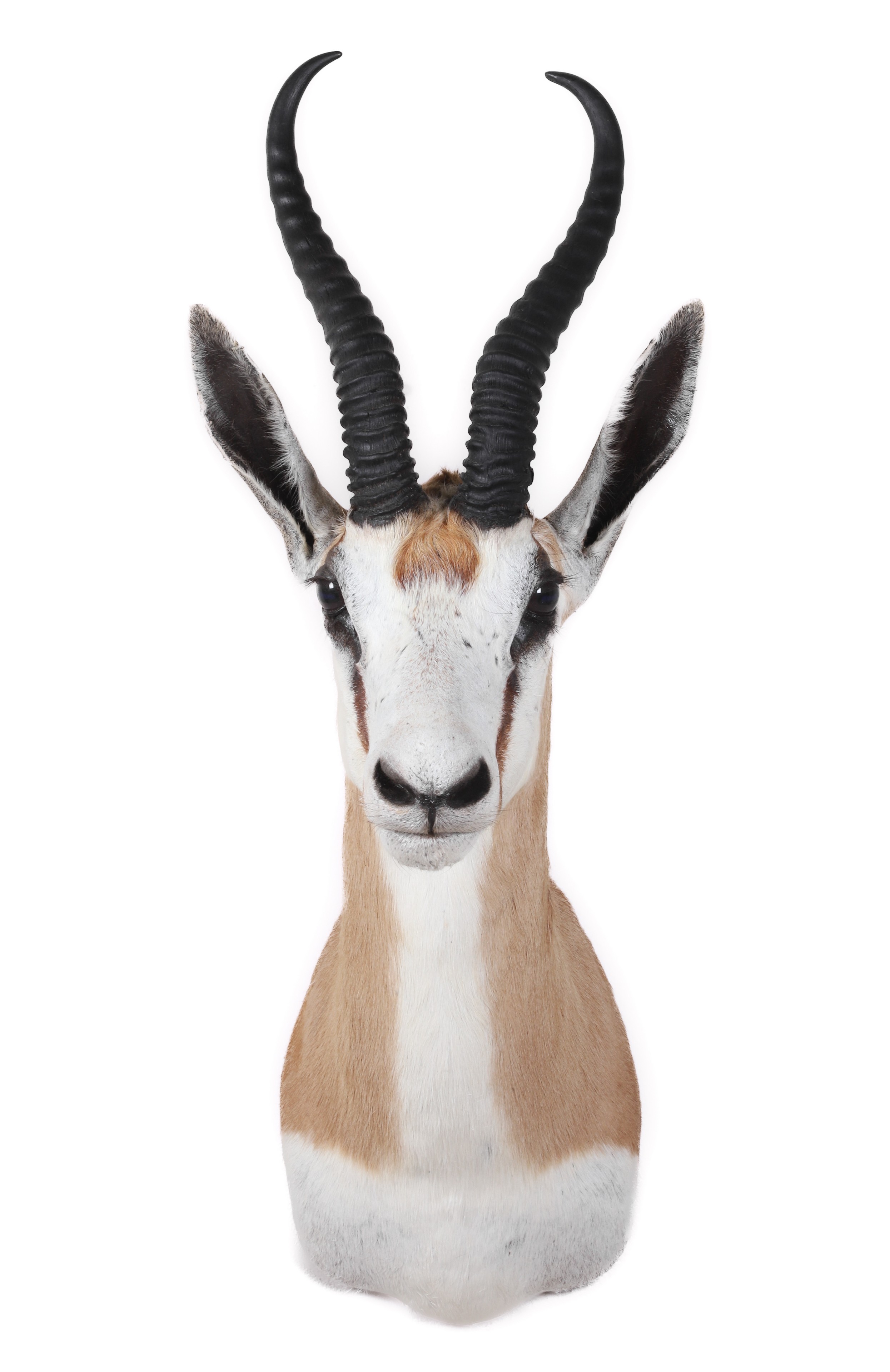 Springbok shoulder mount,