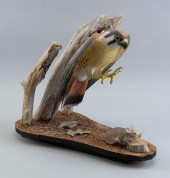 STAN SPARRE LIFE-SIZE KESTREL