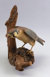 STAN SPARRE LIFE-SIZE KESTREL