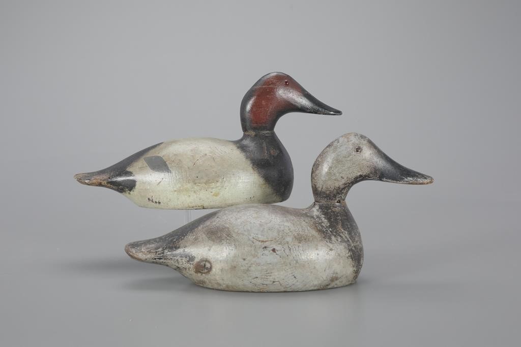 STANDARD-GRADE CANVASBACK PAIREvans