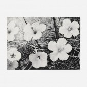 Stephen Bitterolf. Flowers 5.