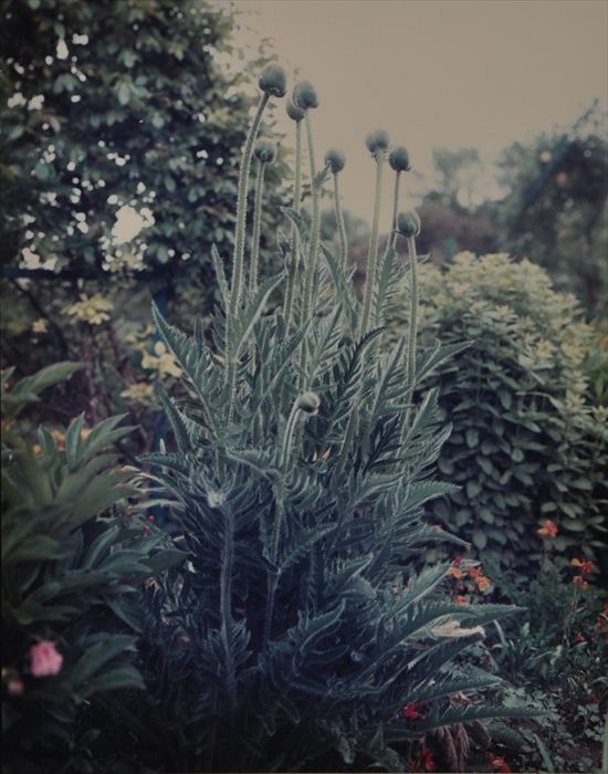 STEPHEN SHORE (b. 1947): GIVERNY