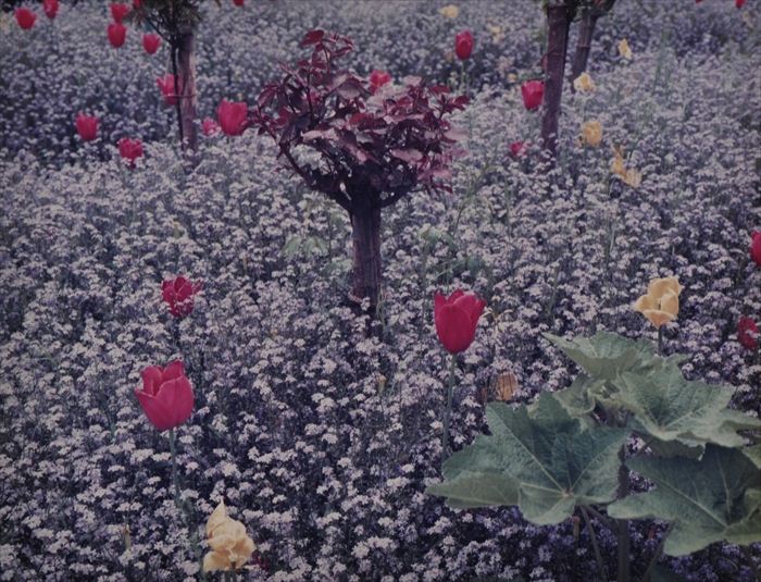 STEPHEN SHORE (b. 1947): GIVERNY