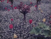 STEPHEN SHORE (b. 1947): GIVER