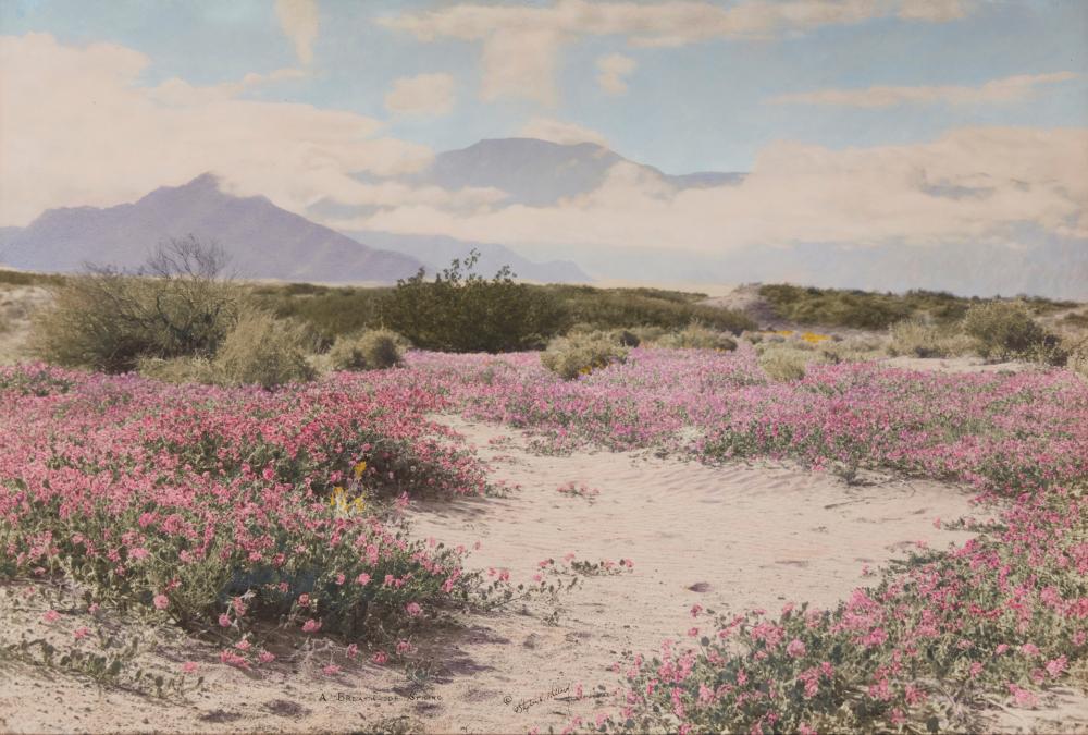 STEPHEN WILLARD (1894-1966), "A