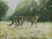 STEVE BURGESS (1960- ), CHEETA