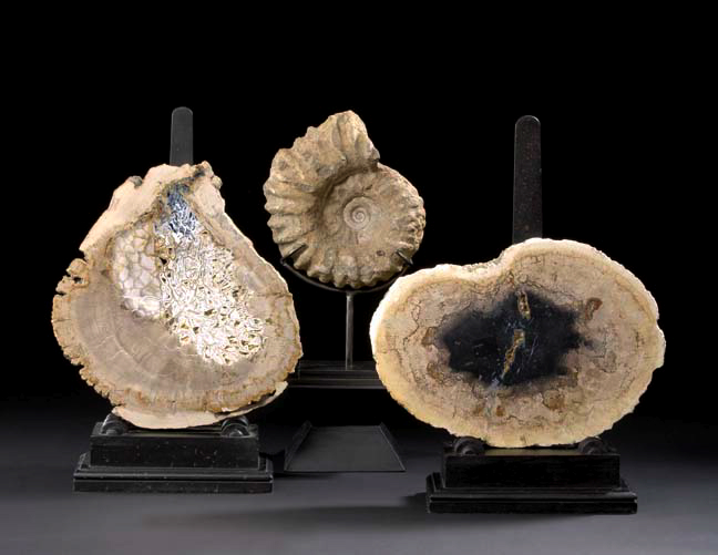 Striking Group of Two Fossilized