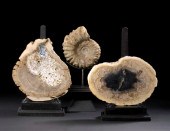 Striking Group of Two Fossiliz