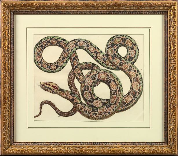 Striking Hand-Colored Engraving, 