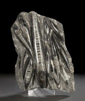 Striking Museum Quality Extinc