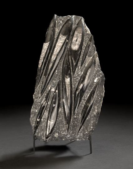 Striking Orthoceras Fossil