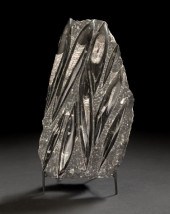 Striking Orthoceras Fossil Pla