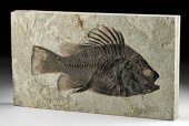 STUNNING FOSSILIZED PRISCACARA