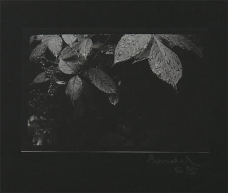 SUDEK, JOSEF (1896-1976) Untitled