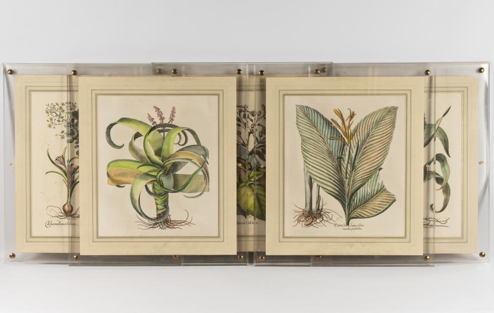 SUITE OF FIVE BOTANICAL PRINTSin
