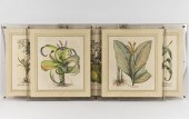 SUITE OF FIVE BOTANICAL PRINTS