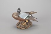 "SUNBATHING" BLUE-WINGED TEALT