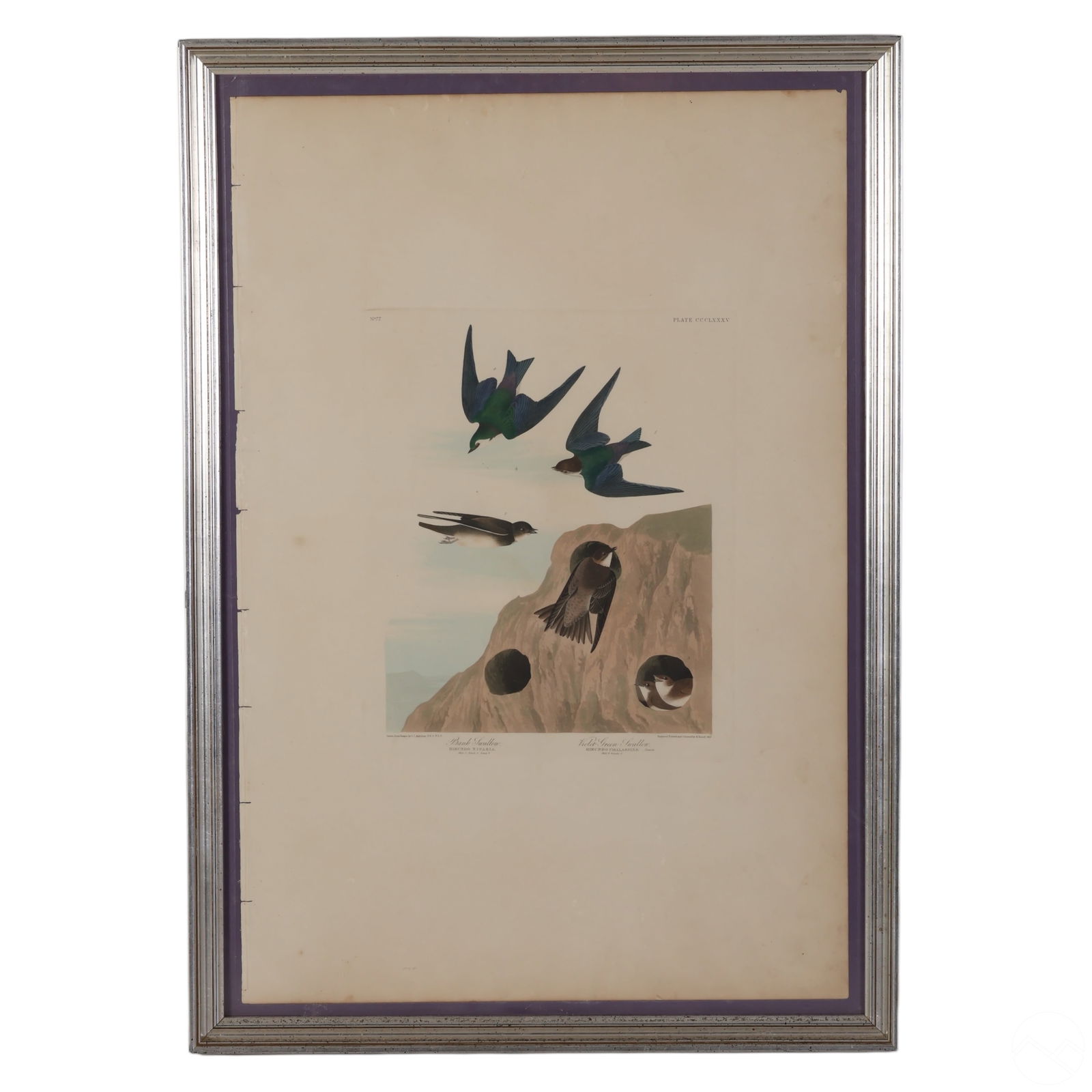 SWALLOW BIRD ENGRAVING AFTER JOHN
