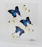 SWALLOWTAIL & GREAT SOUTHERN W
