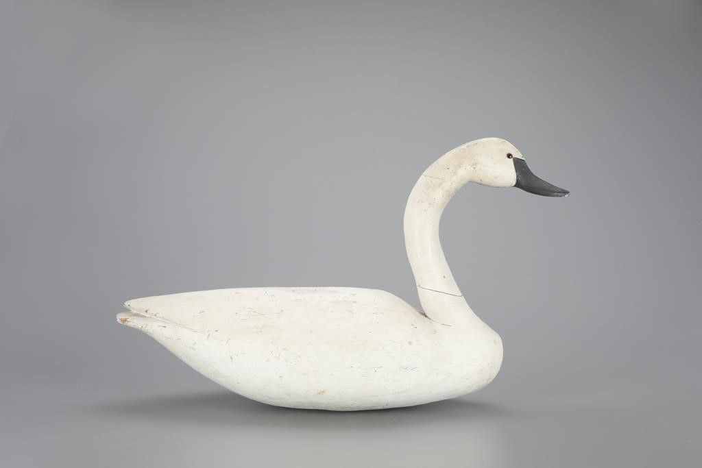 SWAN WITH DOUGHTY GOOSE BODYDoughty
