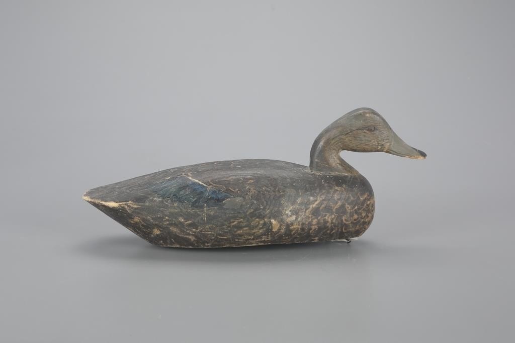 SWIMMING BLACK DUCKDelbert Hudson