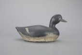 SWIMMING BROADBILLAl Pitman an