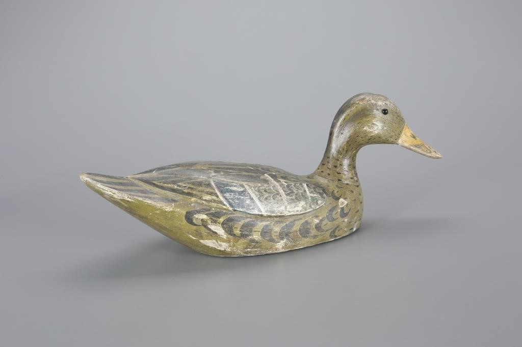 SWIMMING MALLARD HENMitchel