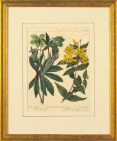 Sydenham Edwards (British, 176