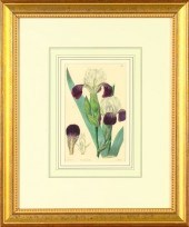 Sydenham Teast Edwards (Britis