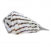 TAGLIAPIETRA ANGELIN MURANO GL