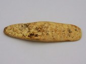TAINO SHELL GOUGE. CIRCA 800–1