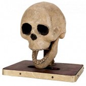 TALKING SKULL.Talking Skull. C