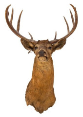 TAXIDERMIED AMERICAN RED DEER