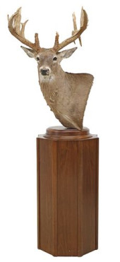 TAXIDERMY 20PT TEXAS WHITETAIL