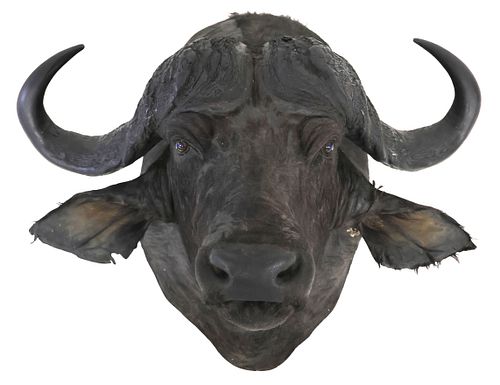 TAXIDERMY AFRICAN CAPE BUFFALO