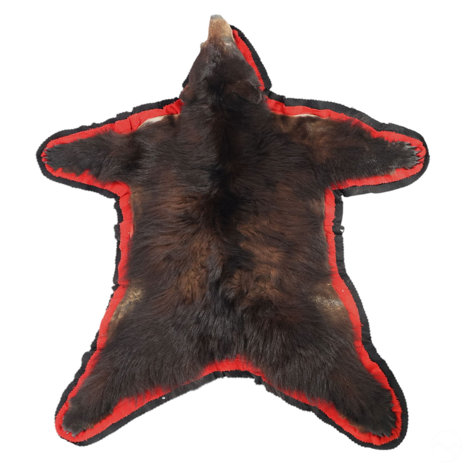 TAXIDERMY BEAR SKIN FUR RUG W/