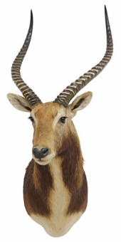 TAXIDERMY BLACK LECHWE SHOULDE