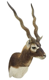 TAXIDERMY BLACKBUCK ANTELOPE T