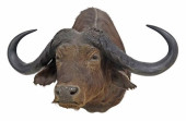 TAXIDERMY CAPE BUFFALO SHOULDE