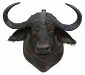TAXIDERMY CAPE / SOUTHERN BUFF