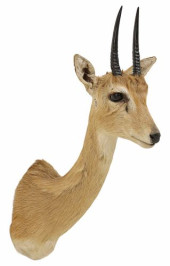 TAXIDERMY CENTRAL ORIBI ANTELO