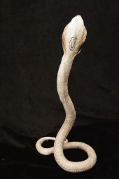 TAXIDERMY COBRA SNAKE IN STRIK