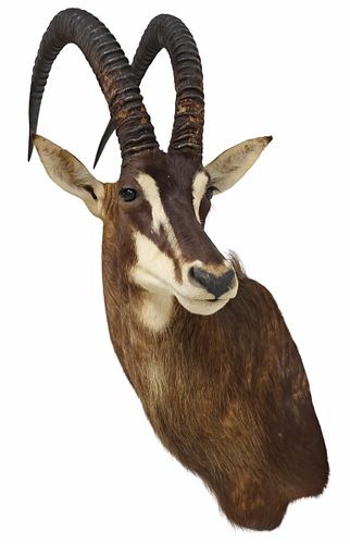TAXIDERMY COMMON SABLE ANTELOPE