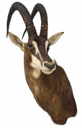 TAXIDERMY COMMON SABLE ANTELOP