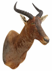 TAXIDERMY COMMON TSESSEBE SHOU