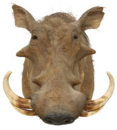 TAXIDERMY COMMON WARTHOG SHOUL