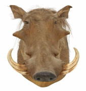 TAXIDERMY COMMON WARTHOG TROPH