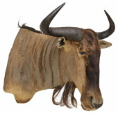 TAXIDERMY COOKSON&#039;S WILDE